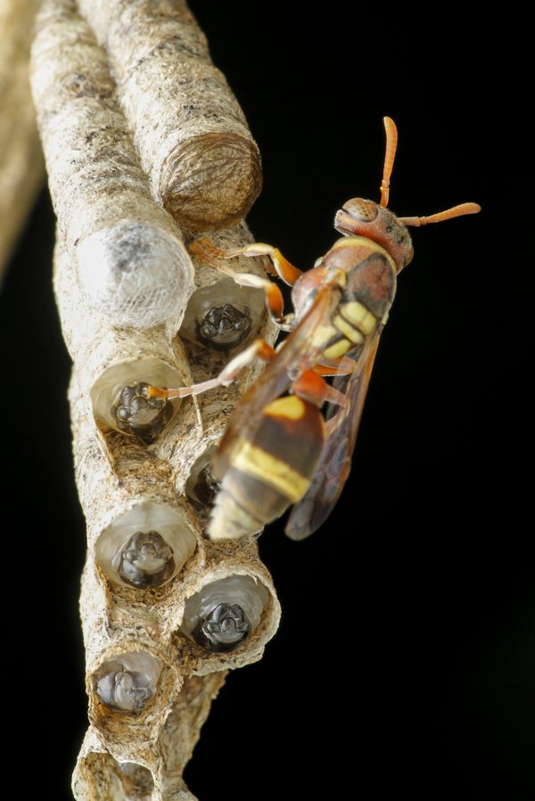 Comment choisir son exterminateur de nids de guêpes ?