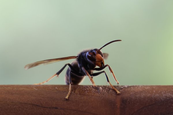 Comment lutter efficacement contre les frelons ?