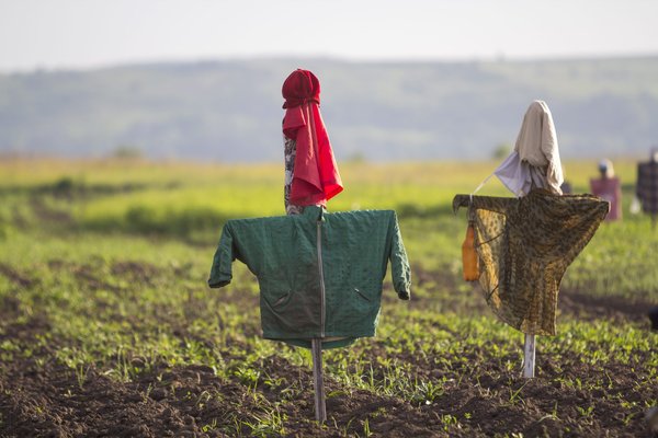 L'effaroucheur pigeon : quelques astuces pour bien les choisir !